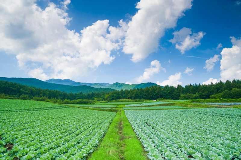 嬬恋村